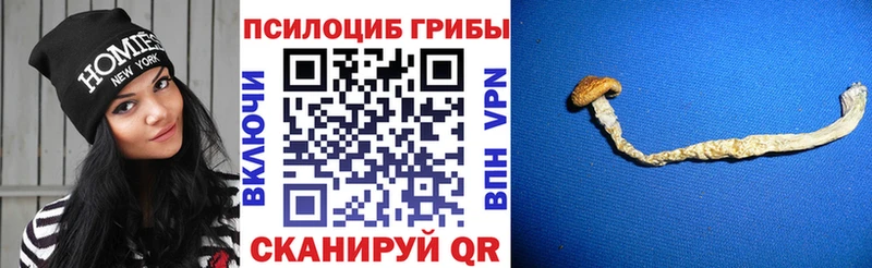 Галлюциногенные грибы Psilocybe  blacksprut ссылка  Свирск  наркошоп 
